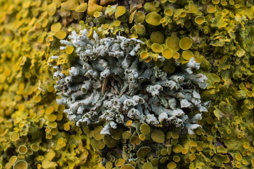 Physcia photograph