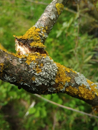Physcia photograph