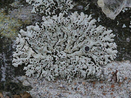 Photograph of Physcia stellaris lichen in its natural habitat