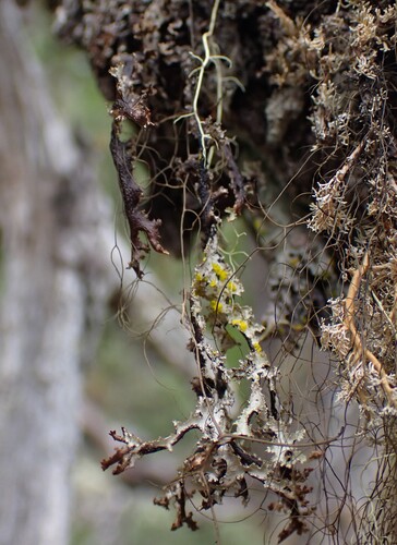 Platismatia herrei photograph