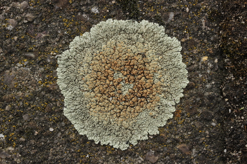 Photograph of Protoparmeliopsis muralis lichen in its natural habitat