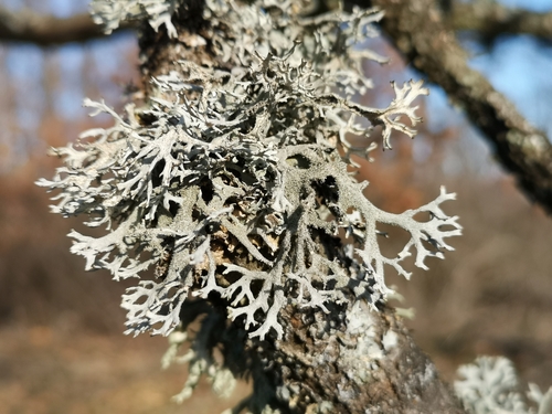 Photograph of Pseudevernia furfuracea lichen in its natural habitat