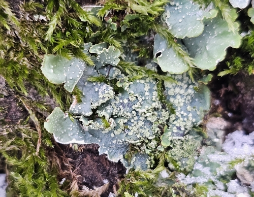 Punctelia showing pseudocyphellae