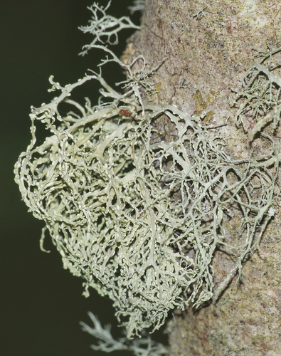 Ramalina farinacea, same color both sides
