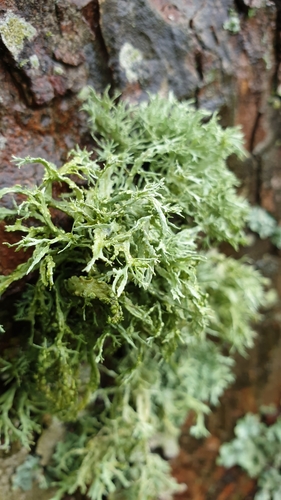 Ramalina photograph