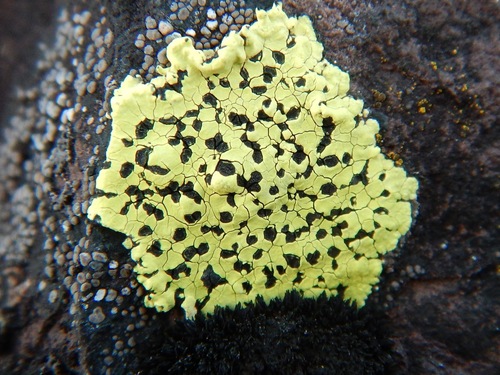 Crustose lichen on rock