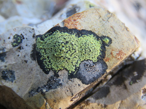Rhizocarpon geographicum photograph