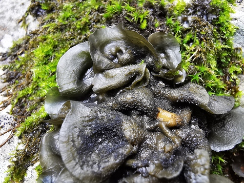 Sticta showing cyphellae