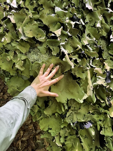 Umbilicate lichen