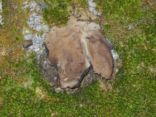 Umbilicaria mammulata photograph