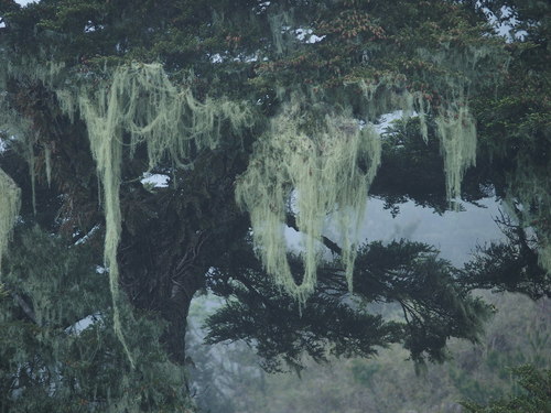 Photograph of Dolichousnea longissima lichen in its natural habitat