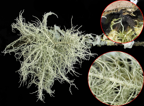 Fruticose lichen hanging from branch