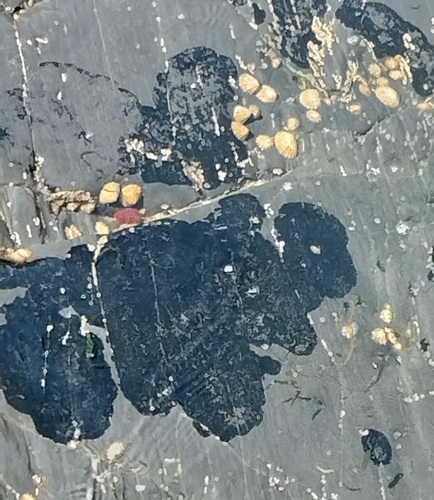 Hydropunctaria maura photograph