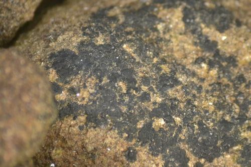 Hydropunctaria maura photograph