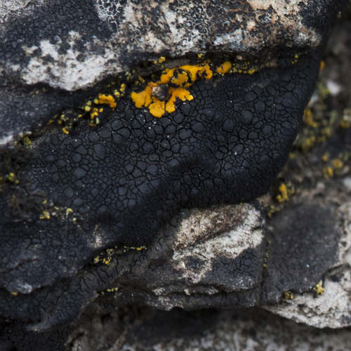Hydropunctaria maura photograph