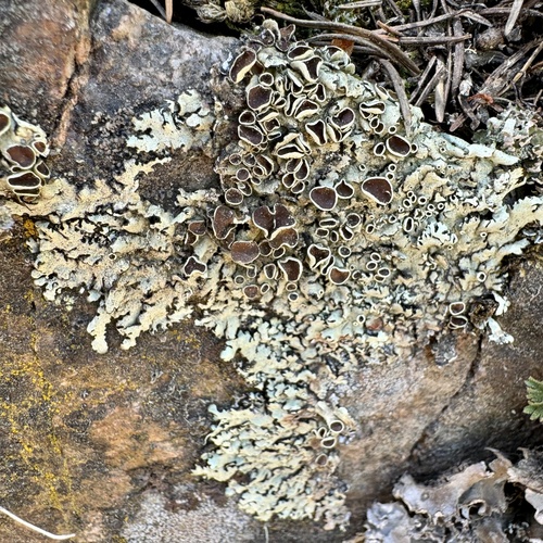 Photograph of Xanthoparmelia cumberlandia lichen in its natural habitat