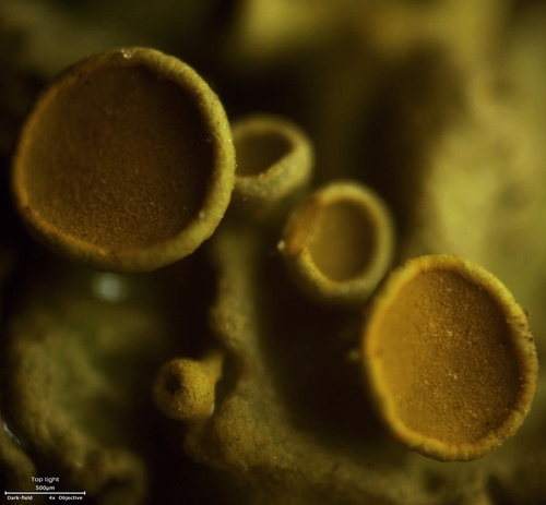 Close-up of orange cup-shaped apothecia on Xanthoria parietina